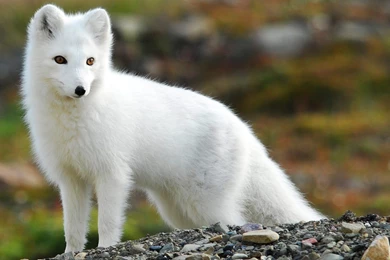 Fox Wallpapers For Desktop In HD