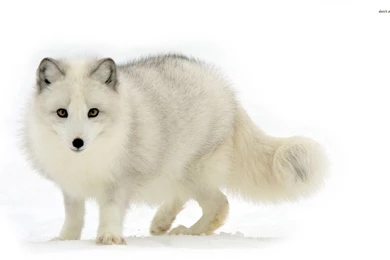 Arctic Fox Wallpapers High Quality