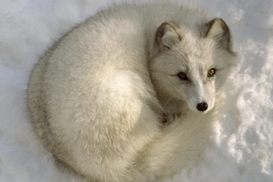 47 Arctic Fox HD Wallpapers