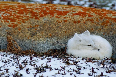 Bing, Official, Wallpaper, White, Fox (