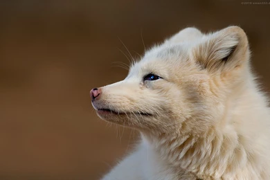 1 White Fox HD Wallpapers