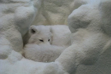 White Fox 1024x768 Wallpapers,Fox 1024x768 Wallpapers & Pictures ...