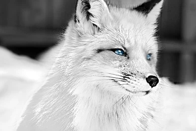 White Fox By SolNet On DeviantArt