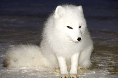 White Fox Wallpapers Free White Fox Wallpapers & Pictures Download