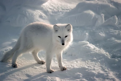 1920x1080px Arctic Fox