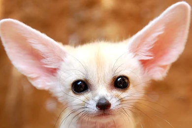White Baby Fennec Fox   Wallpaper.