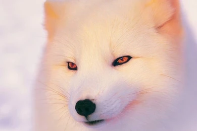 10439_Arctic Fox Wallpaper Beautiful white animal.jpg