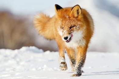 Fox Animal Wallpapers   Full HD Wallpapers Search