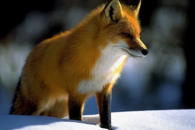 Wallpapers Zone: Denali National Park, Alaska, Red Fox Picture ...