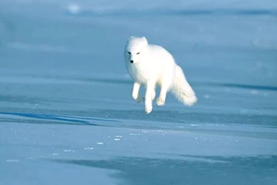 Arctic Fox   Pictures, Diet, Breeding, Life Cycle, Facts, Habitat ...