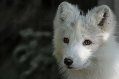 White Fox By R0utledge On DeviantArt