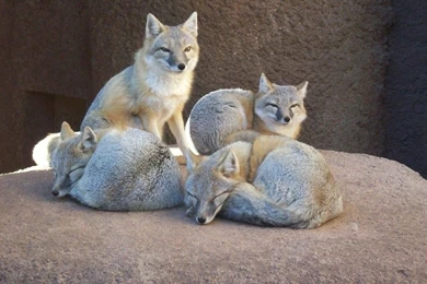 White Fox 1152x864 Wallpapers,Fox 1152x864 Wallpapers & Pictures ...