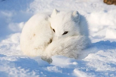 The Fox Ideas Thread   Meta   What The Daily WTF?