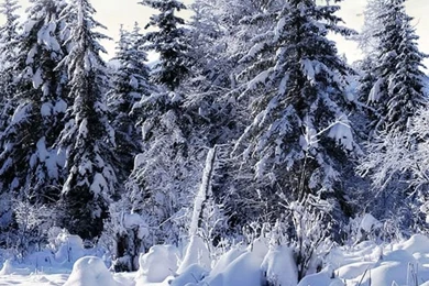 Download Winter Iphone Wallpapers Widescreen