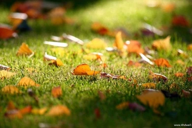 Top Autumn season hd Wallpapers