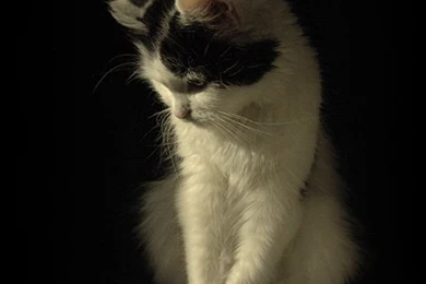 Cool_Backgrounds_Pics_5_cool backgrounds.jpg