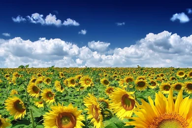 Sunflower Backgrounds Image 1600x1200