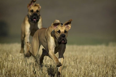 Great Dane New Wallpaper, Great Dane Dog Pictures, New Wallpapers