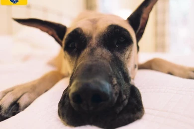 Great Dane Wallpapers HD Download