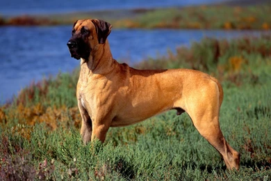 Great dane wallpaper backgrounds.jpg