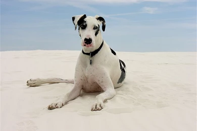 Get To Know The Great Dane Personality
