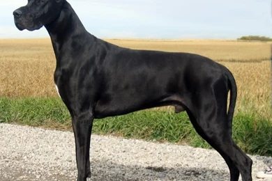 Great Dane Dogs Wallpapers
