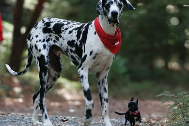 Great Dane And A Chihuahua Wallpapers   Animal Wallpapers