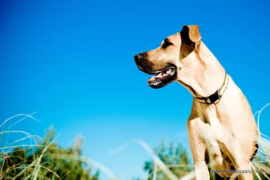 Great dane dog pics wallpaper.jpg