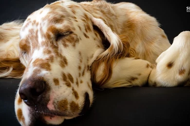 Sleeping Great Dane Wallpapers   Animal Wallpapers