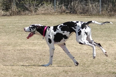 The Beautiful Great Dane Great Danes Wallpapers (14115104) Fanpop