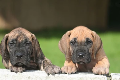 Pictures Of Great Dane Puppies   Wallpapers HD Base