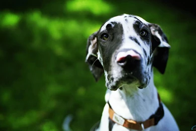 Download Wallpapers Harlequin Great Dane (1680 X 1050 Widescreen ...