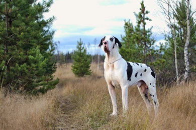 Dogs Harlequin Great Dane Grass Animals Wallpapers
