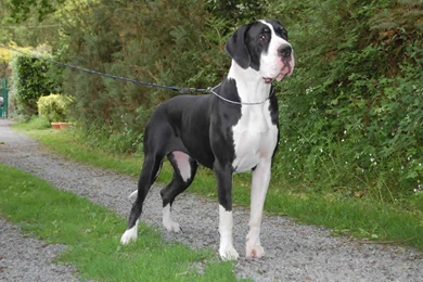 Wallpaper Backgrounds: Great Dane