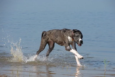 Kittenbaby.com Wallpapers Etc.