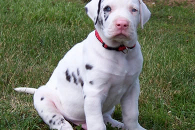 Great Dane Puppy Photo And Wallpaper. Beautiful Great Dane Puppy ...