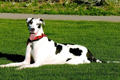 Great Dane Wallpaper, Puppy Pictures, Breed Info.