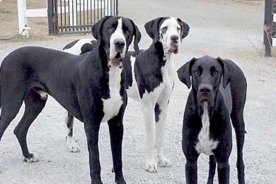 Great_danes_pack.jpg