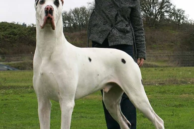 Harlequin Great Dane Female   Wallpaper.