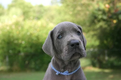 Blue Great Dane   Wallpaper.