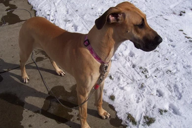 Great dane dogs hd wallpapers cool desktop background images widescreen.jpg