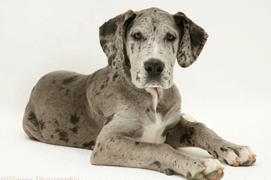 Awesome Great Dane Dog Wallpapers Best Desktop