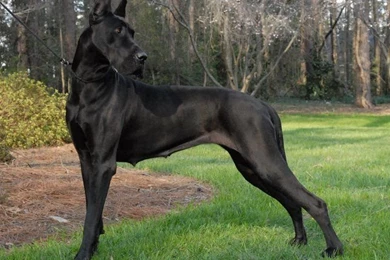 Difference Between European And American Great Danes   Wallpaper.