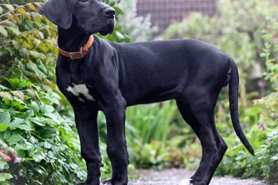 Great Dane Dogs Wallpapers