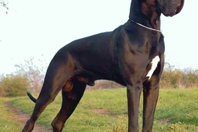 Perfect Names For Your Dog's Breed