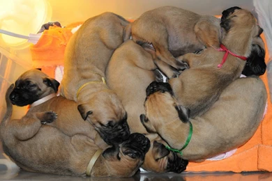 Hd Great Dane Puppy Photos