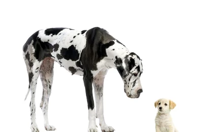 Sterces Ytrid: Great Dane Dog Wallpapers