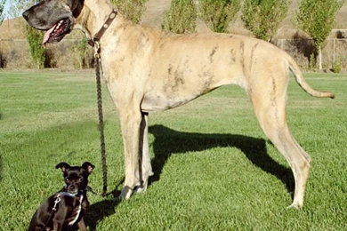 Great dane dog breeds 44   The Dog Wallpapers   Best The Dog ...