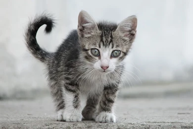 Small Sweet Cat   1920 X 1080 HDTV 1080p Wallpapers   Wallpapers Gallery