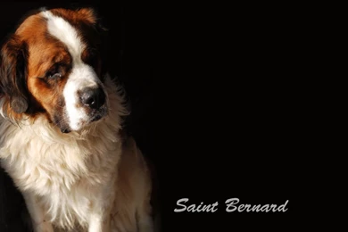 St Bernard Wallpapers   Wallpapers Cave
